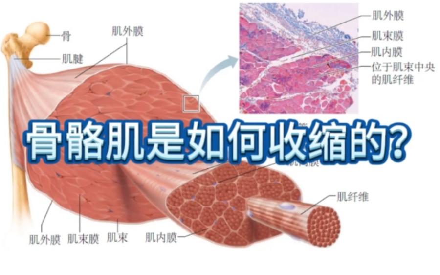 [图]骨骼肌是如何收缩的呢？一起来看肌丝滑行学说