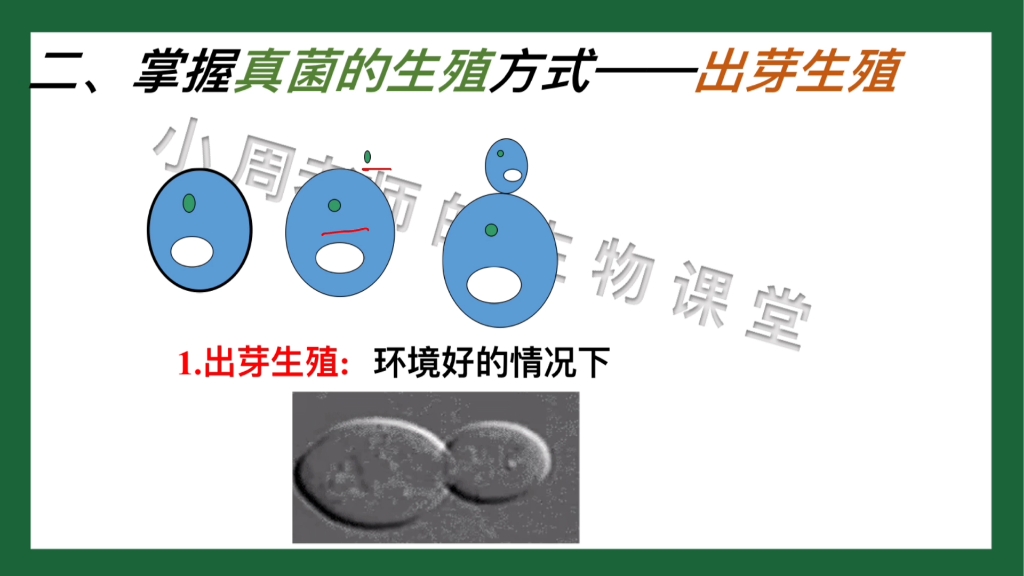 [图]真菌重难点一：真菌的生殖方式有两种，除了出芽生殖还有什么？ #初中生物 #真菌 #出芽生殖