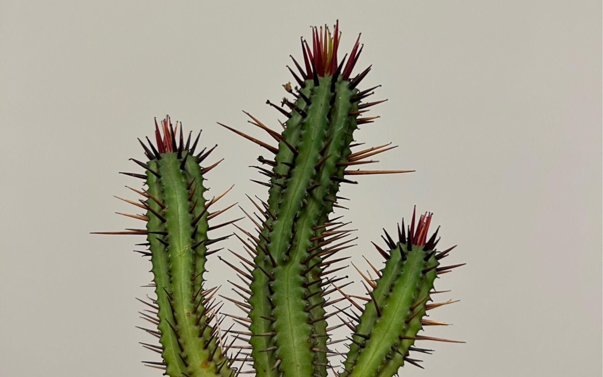 是大戟科红刺麒麟?不会吧不会吧