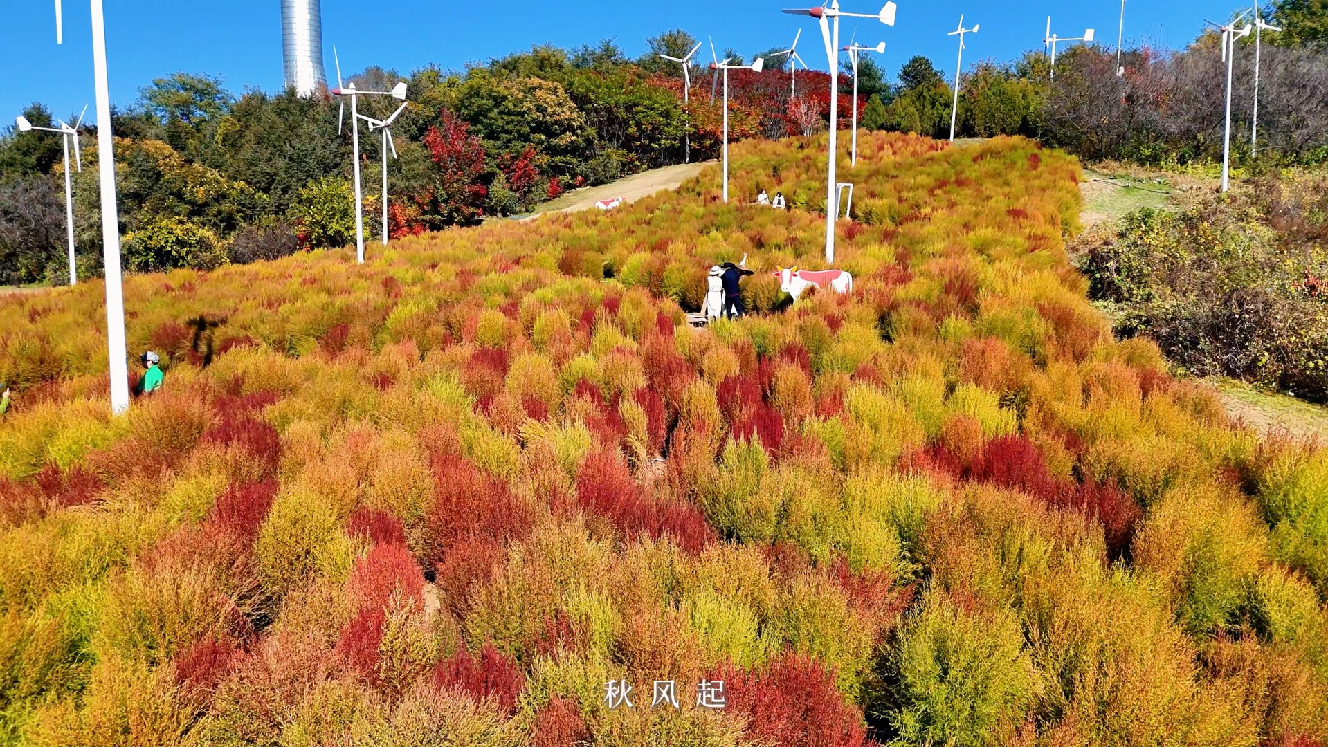 沈阳植物园秋天也太美了吧!错过等一年#一起来拍秋天哔哩哔哩bilibili