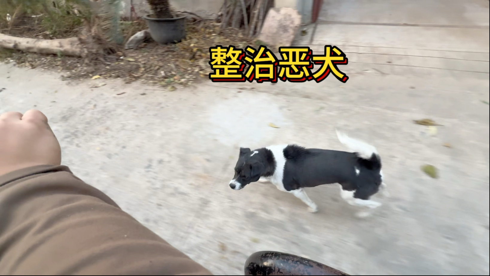 每次路过这个路口都被几只狗追着咬，对于这种狗必须给它上一课。