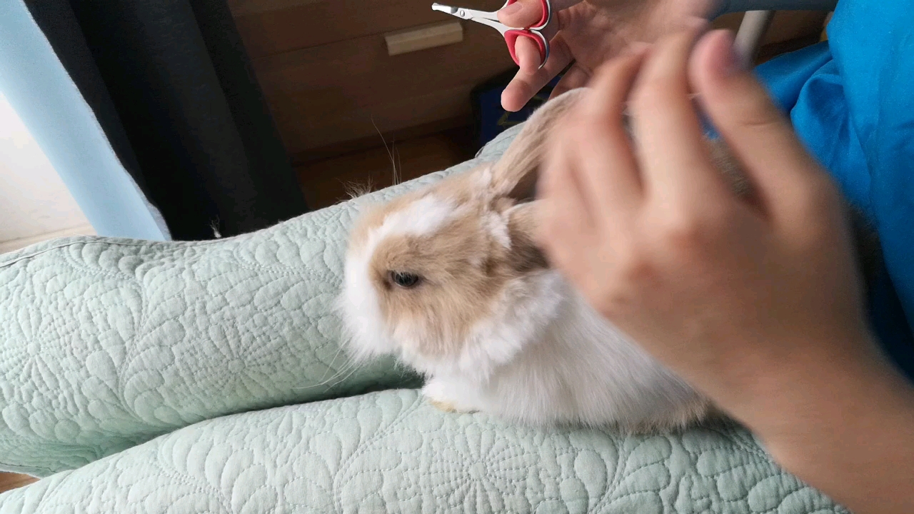 小兔子第一次剪毛!