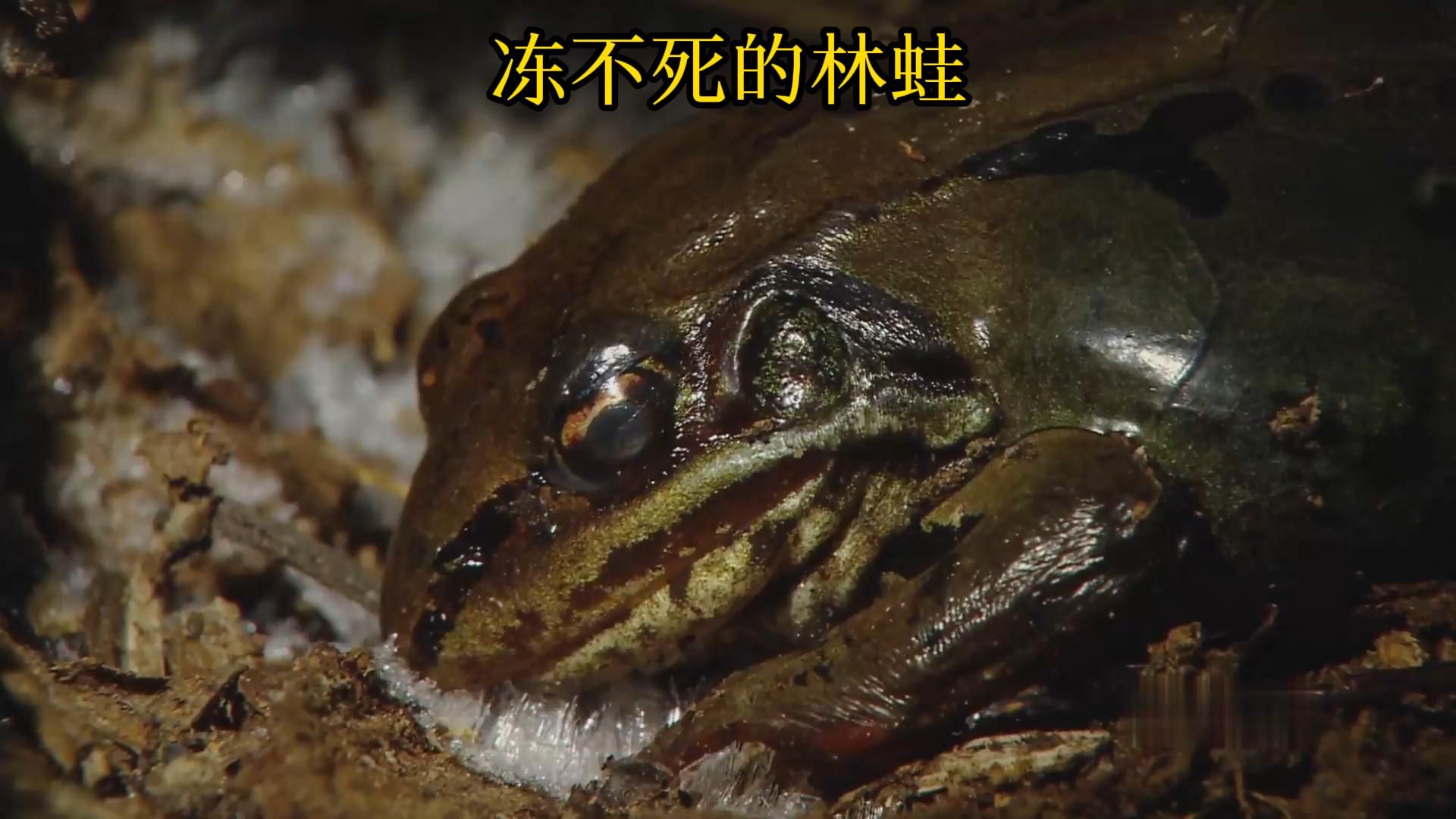 心跳 呼吸停工半年 冰冻的林蛙也能起死回生