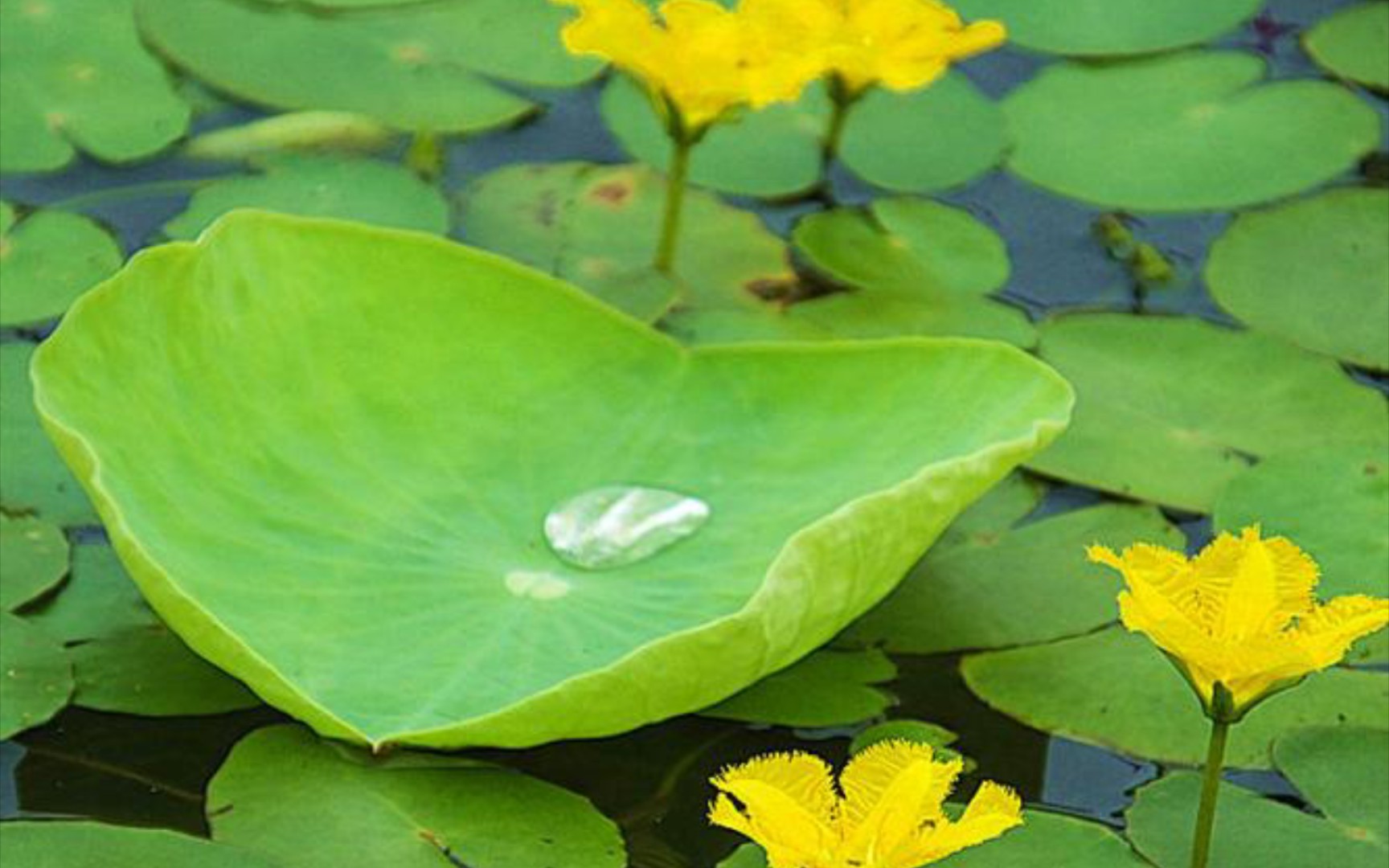 [图]诗经中的植物：荇菜