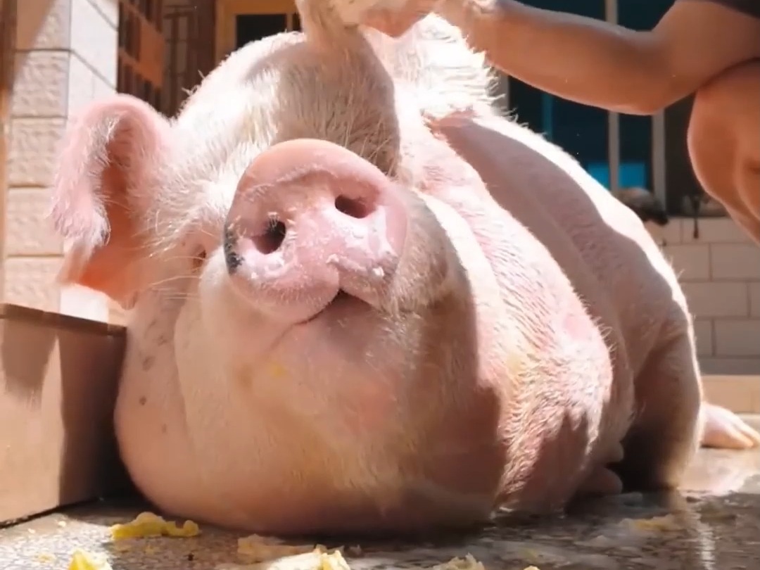 主人给小猪洗澡!小猪一脸满足的表情,太逗了