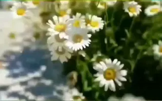 寒菊 搜索结果 哔哩哔哩 Bilibili 寒菊 搜索结果 哔哩哔哩 Bilibili