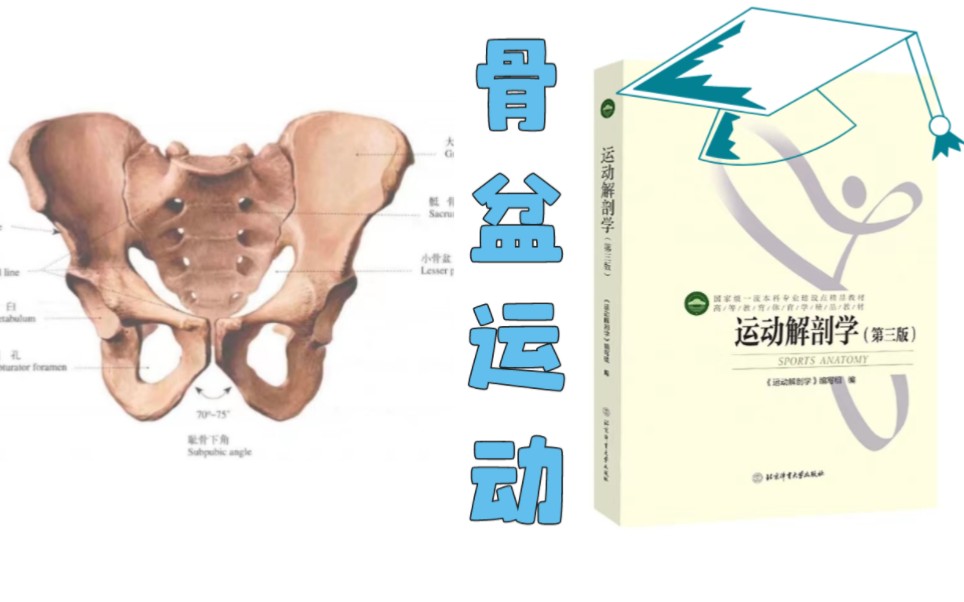 【运动人体科学考研重点】!骨盆运动深度详解!!哔哩哔哩bilibili