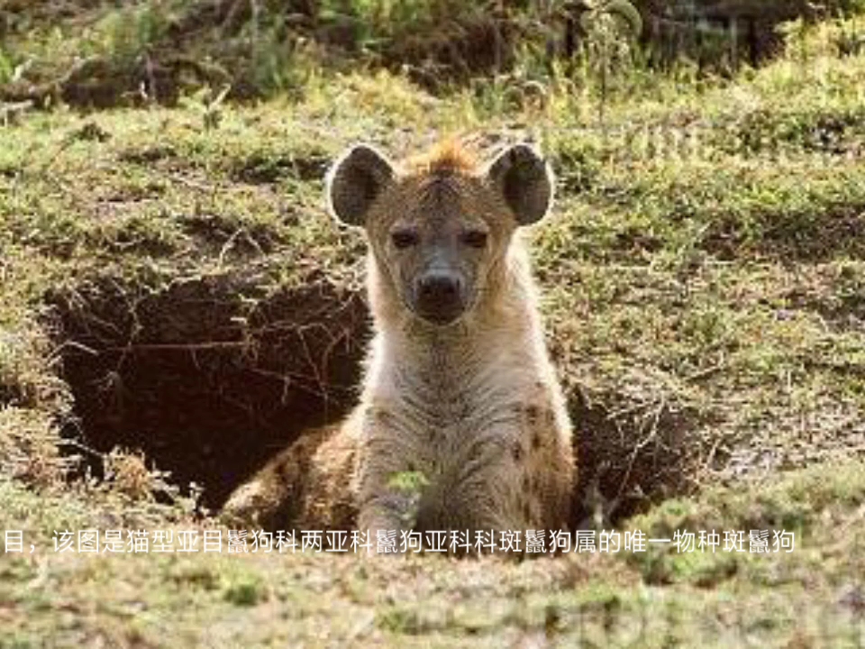 食肉目分犬型亚目与猫型亚目,非洲野犬是犬型亚目犬科,鬣狗科是猫型亚目.图片可能配错哔哩哔哩bilibili