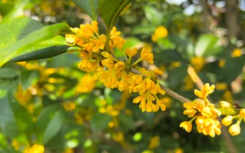 [图]桂花雨【部编版小学语文（五上）】