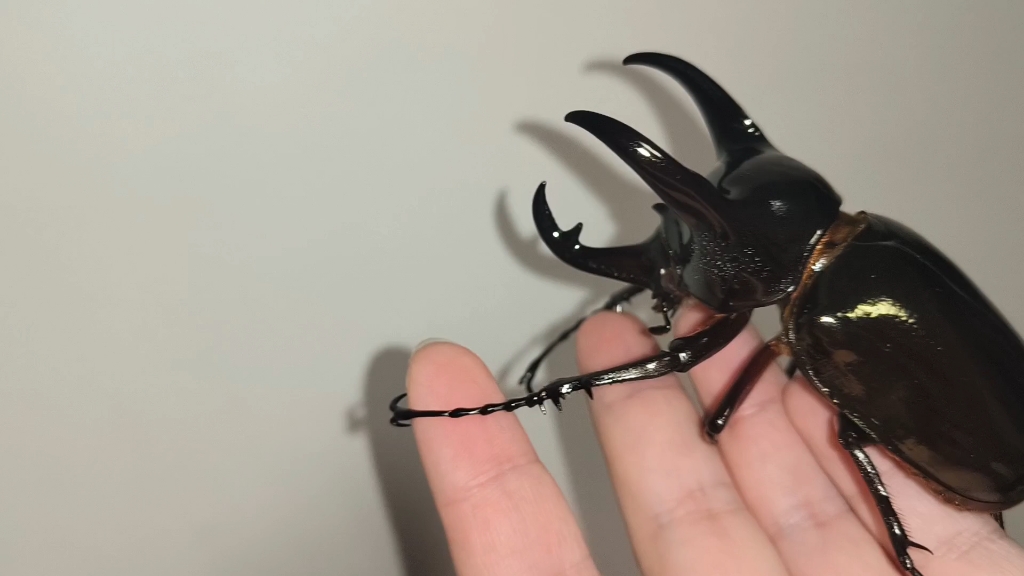 青铜暴君 南洋大兜虫cck亚种中角个体上手展示