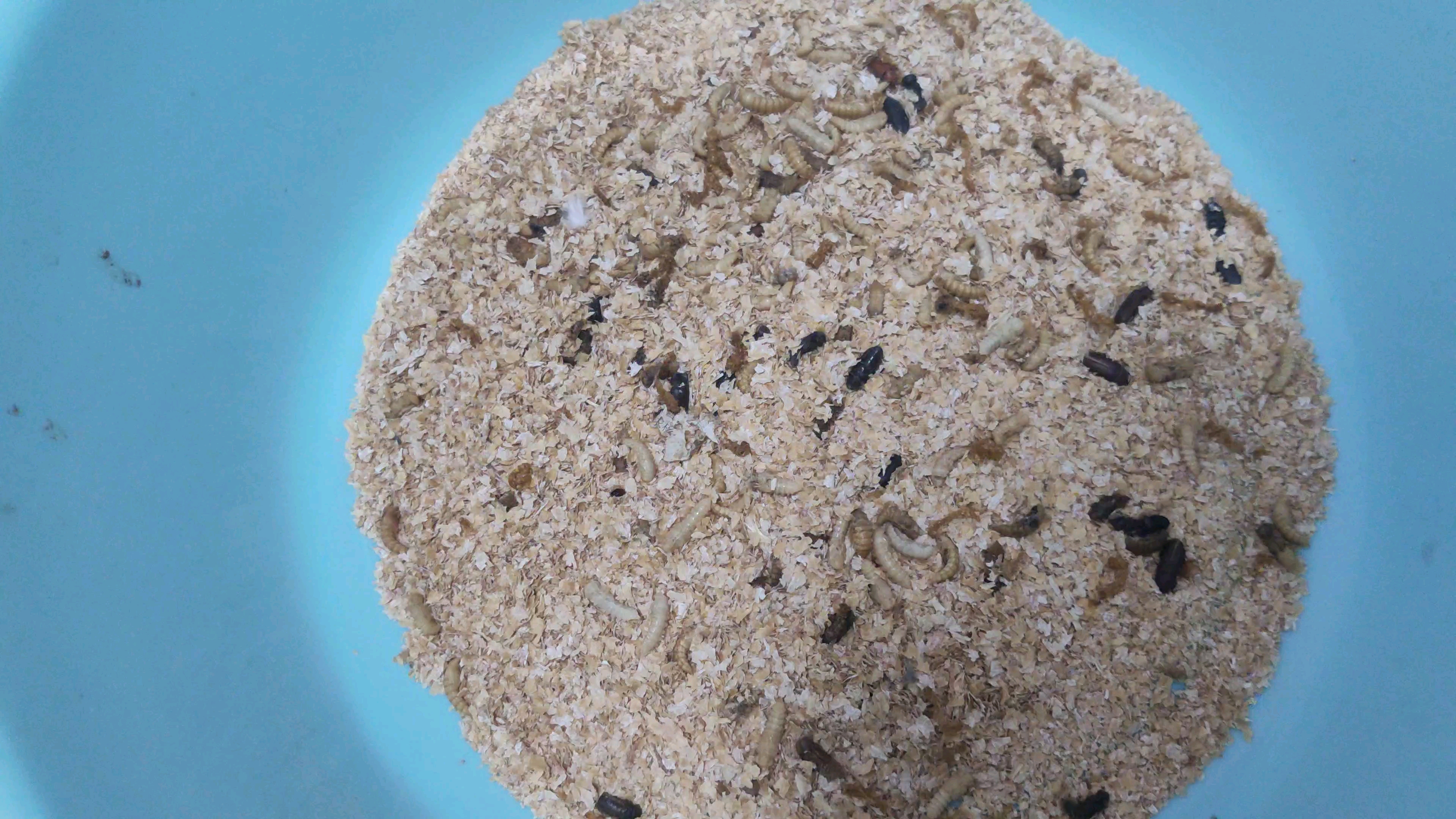 大家知道面包虫蛹该怎么处理存活率才高吗