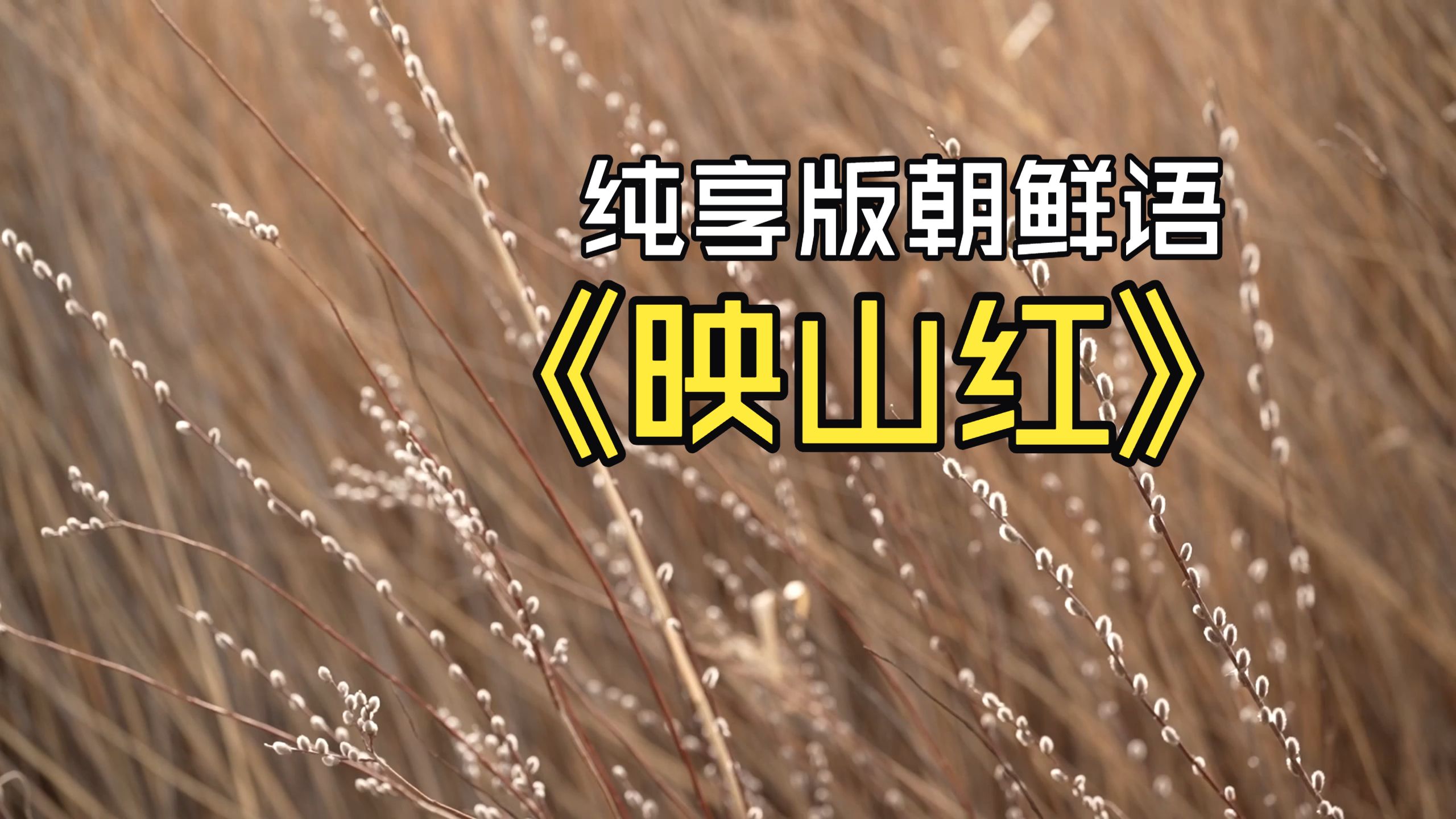 【纯享版】영산홍【映山红】韩语版加长版13分钟畅享版本