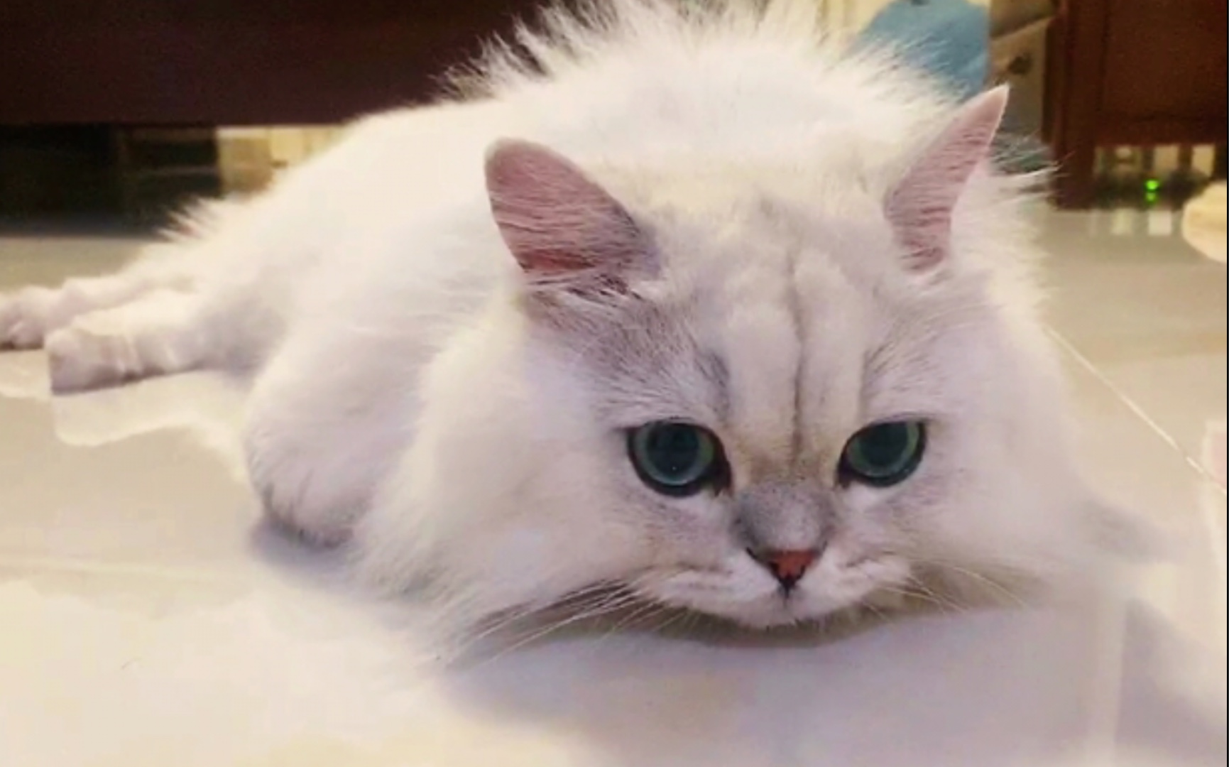 22直播】花生米生日!貌美小猫吃生日蛋糕啦!