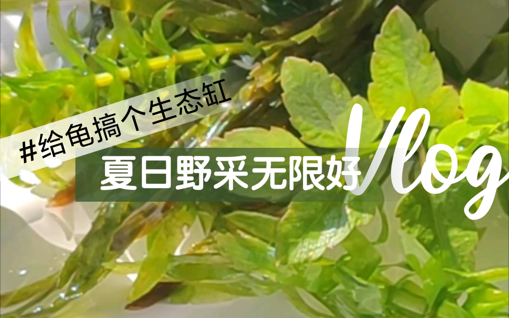 [图]夏日的山涧边，捉了些小鱼小虾，还捡了半块碎瓦片——给小乌龟改善一下生活环境