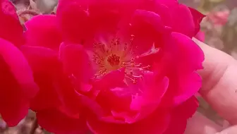 蔬菜类 菜园里面的蔬菜 哔哩哔哩 Bilibili