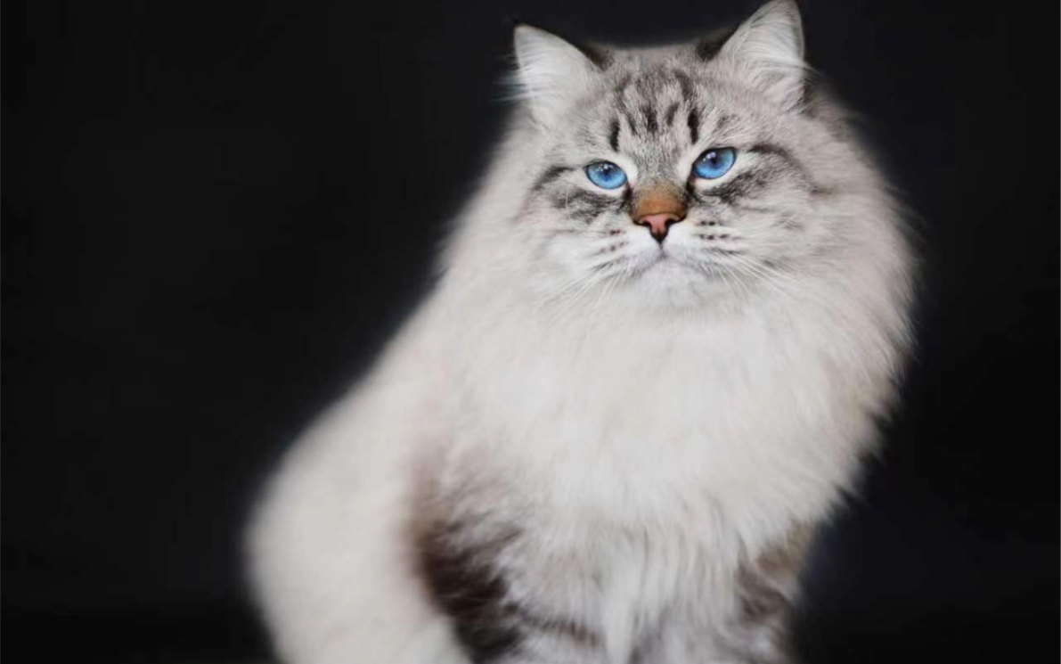 涅瓦色西伯利亚森林妹妹,封面是她的冠军爸爸_哔哩哔哩_bilibili