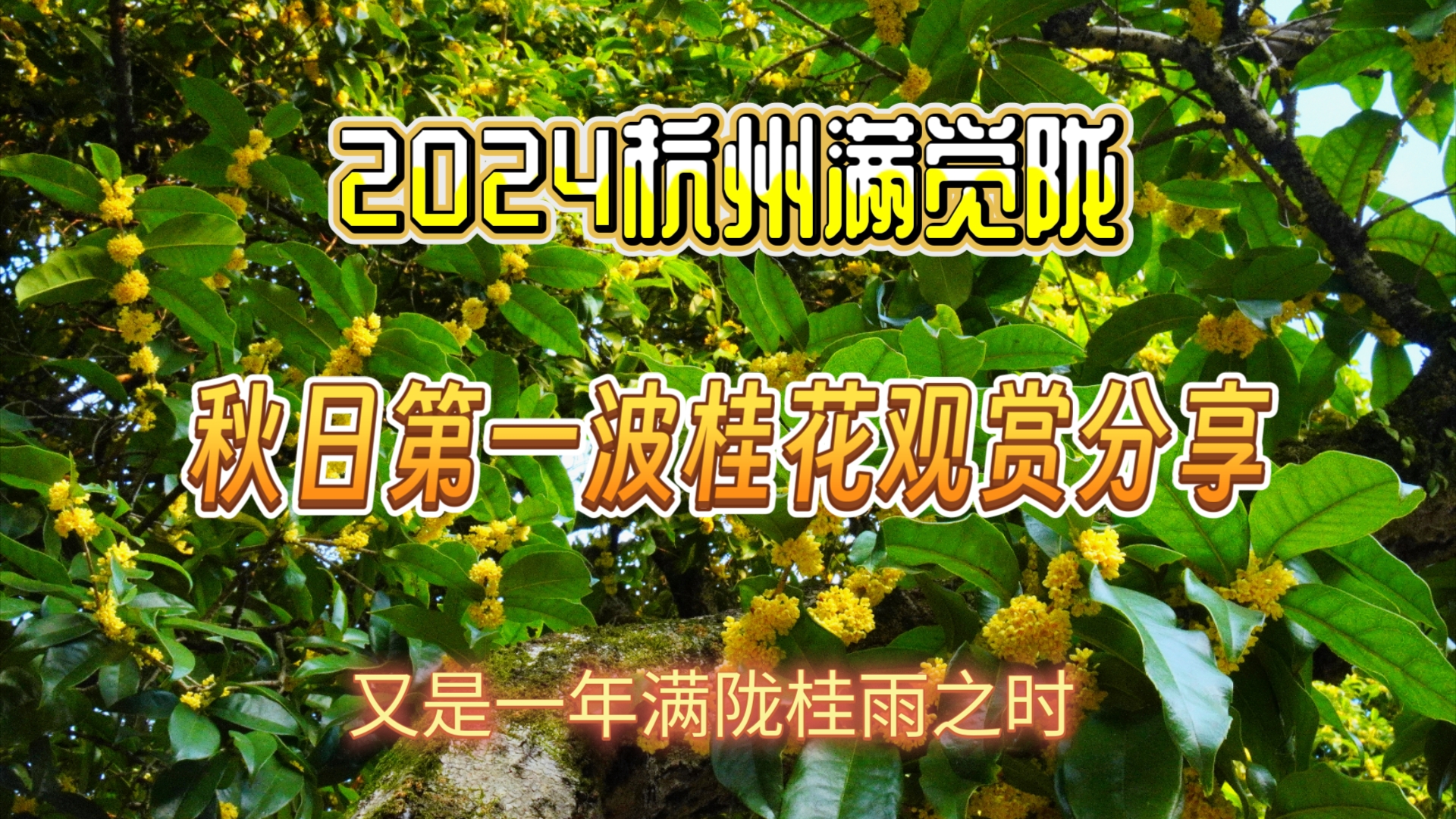 2024杭州满觉陇赏桂花观赏攻略,第一波桂花实况分享,来看一场满陇桂雨吧!哔哩哔哩bilibili