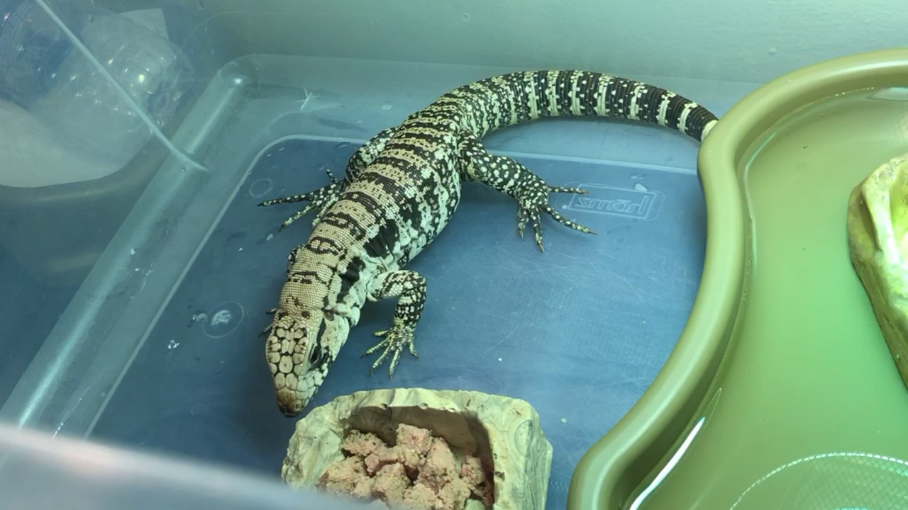 【冰河蓝泰加】刚刚吃个半饱的蠢蓝(汪叽)_哔哩哔哩 (゜-゜)つロ 干杯