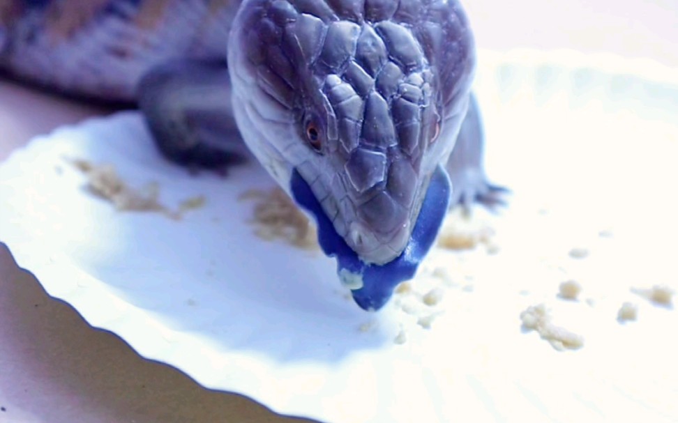 蓝舌也吃上测评饭了,真香