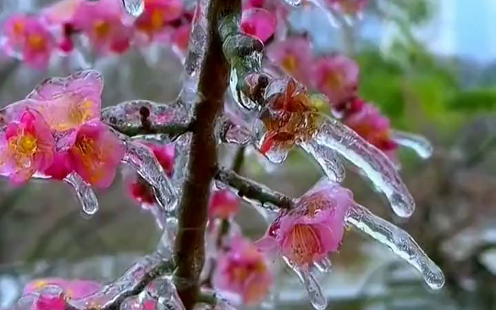 寒风吹雪万物迎,万物浑身结冰棱.晶莹剔透品质坚,他日重生润春景.#冰挂 #梅花香自苦寒来 #治愈系风景 #唯美意境 #动态壁纸哔哩哔哩bilibili