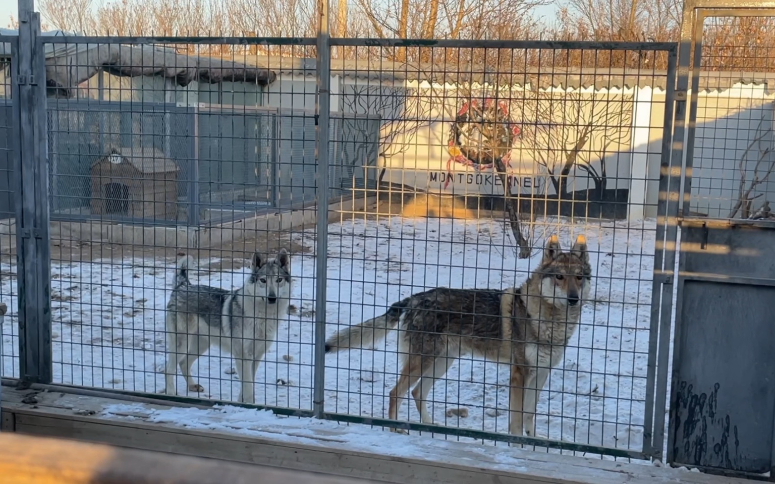 黑貂色和銀灰色捷克狼犬毛色對比