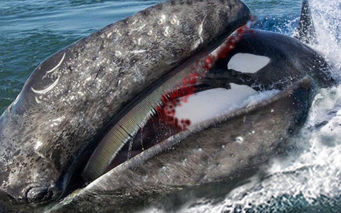 鐪熷疄璁板綍铏庨哺鍜屽法澶х殑鐏伴哺澶ф垬