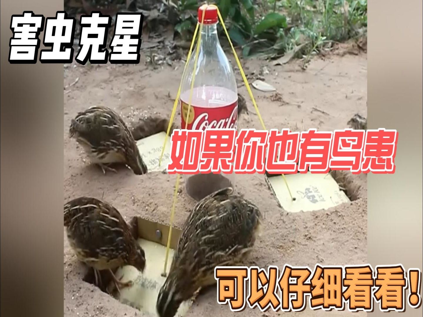 一个可乐瓶的捕鸟神器!