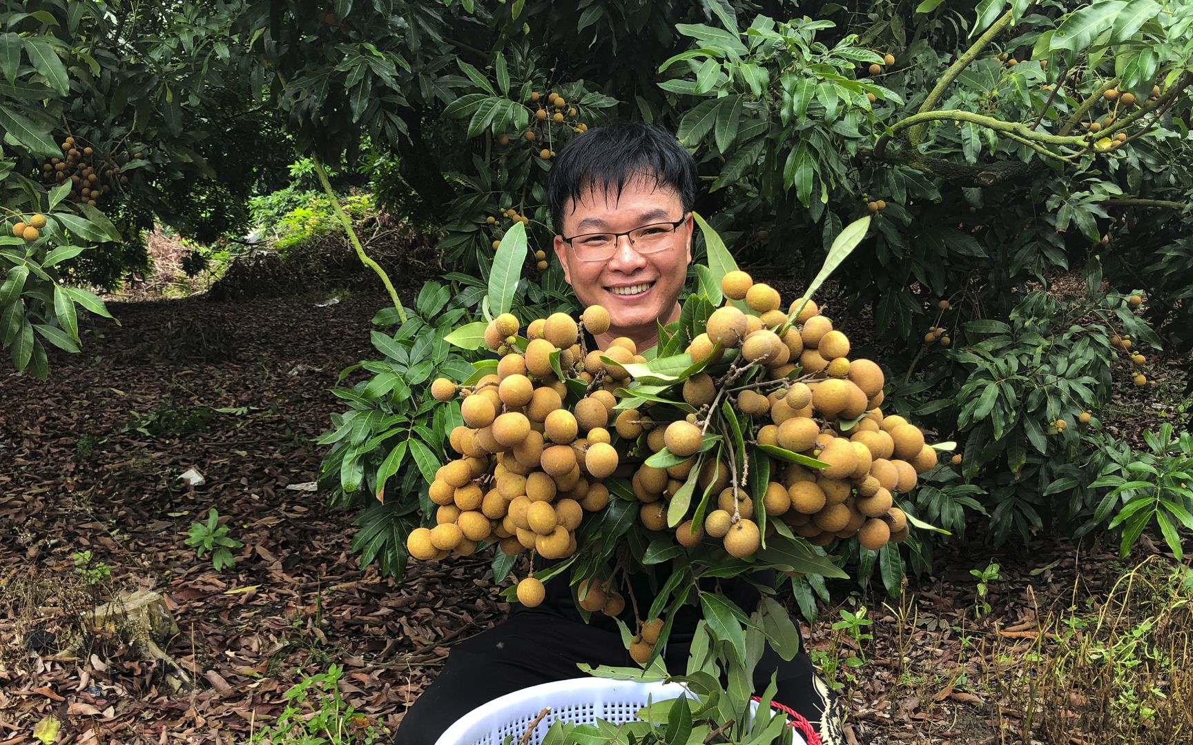 闲牛去果园里帮叔叔摘龙眼,又大又甜的果子一边吃一边摘,好过瘾