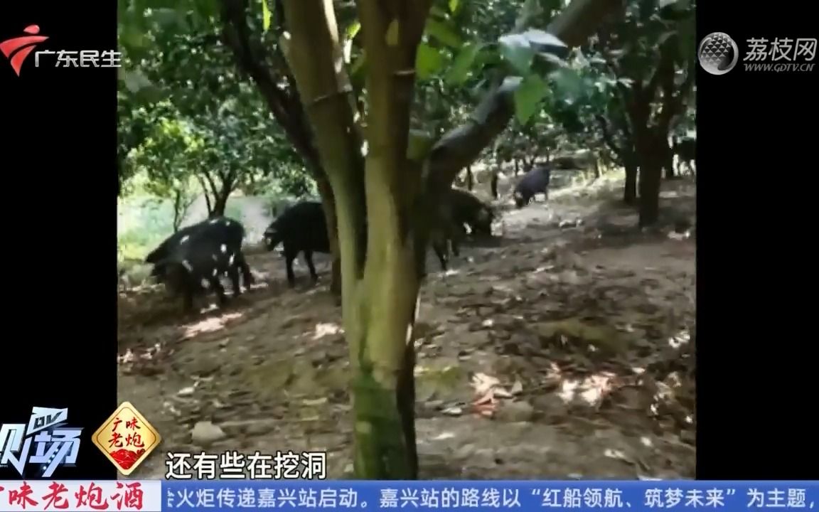 【粤语新闻】韶关武江:果园成“猪乐园” 果农桔子多次被偷吃哔哩哔哩bilibili