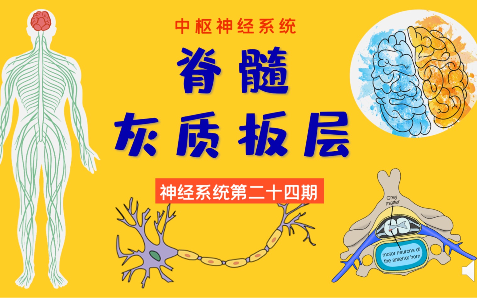 神经系统第二十四期|脊髓灰质1|解剖慢慢学哔哩哔哩bilibili