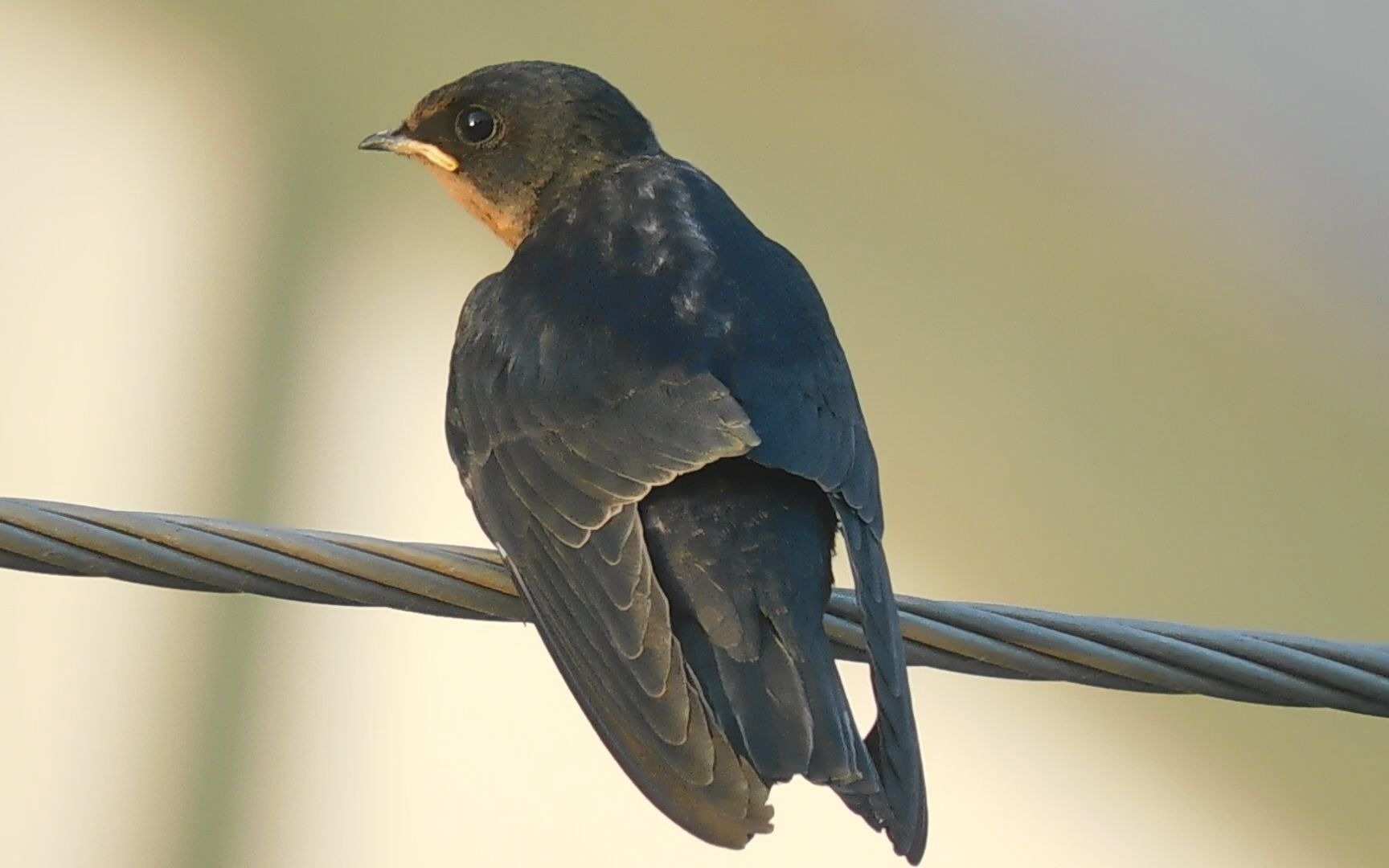 燕子亚成鸟煽动翅膀