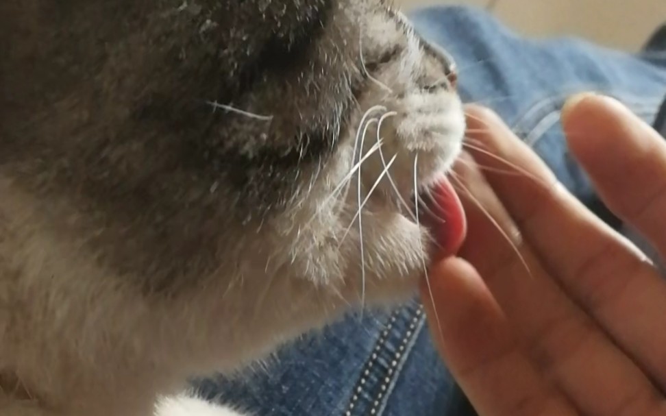 猫舌头有倒刺,舔手很舒服