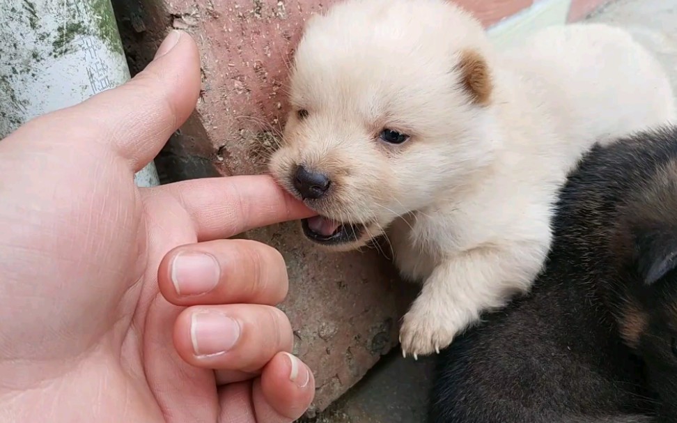 老家的中华田园犬,小奶狗萌萌哒