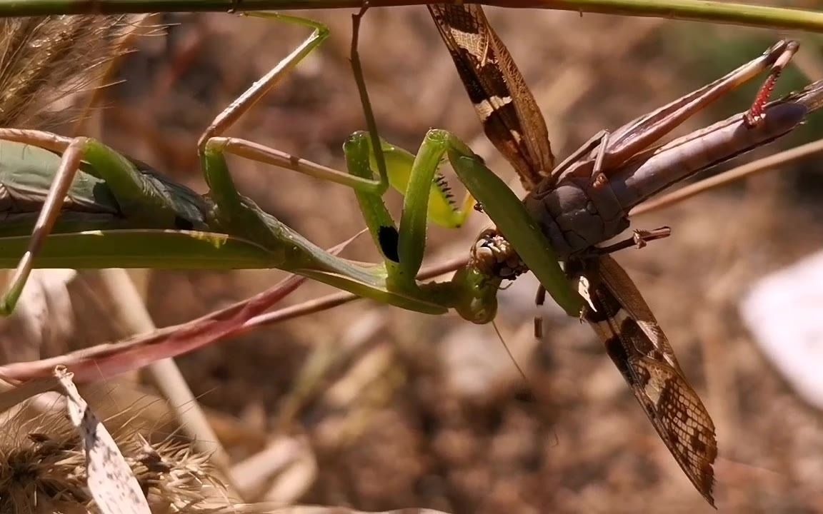 野外抓拍螳螂进食