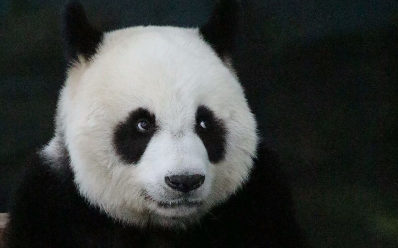 【大熊猫妙音】谁说大熊猫懒?我们妙音第一个不答应!