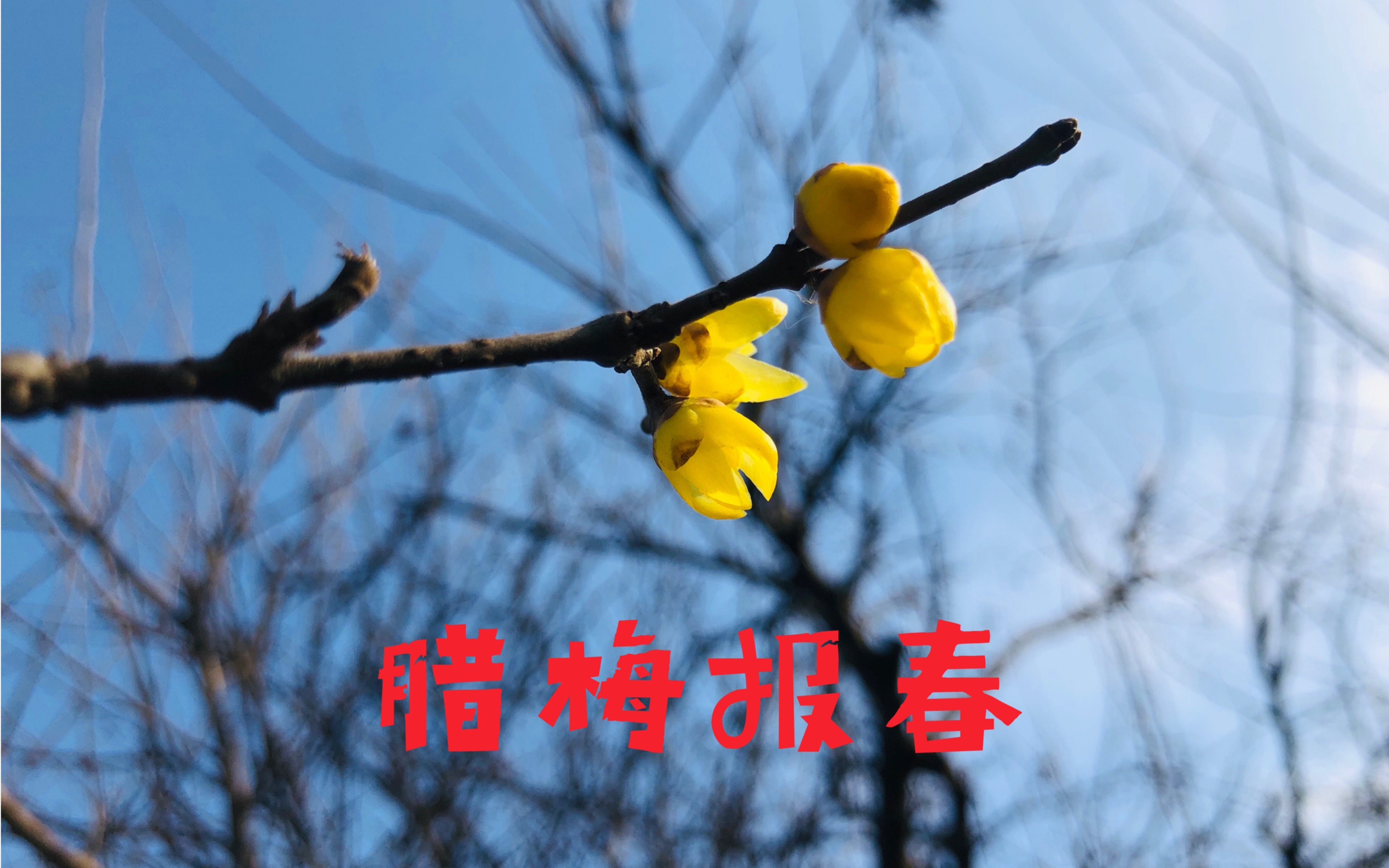腊梅报春