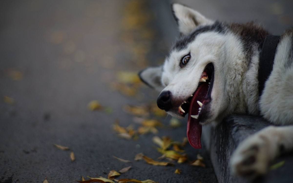 沙雕网红动物的爆笑日常.