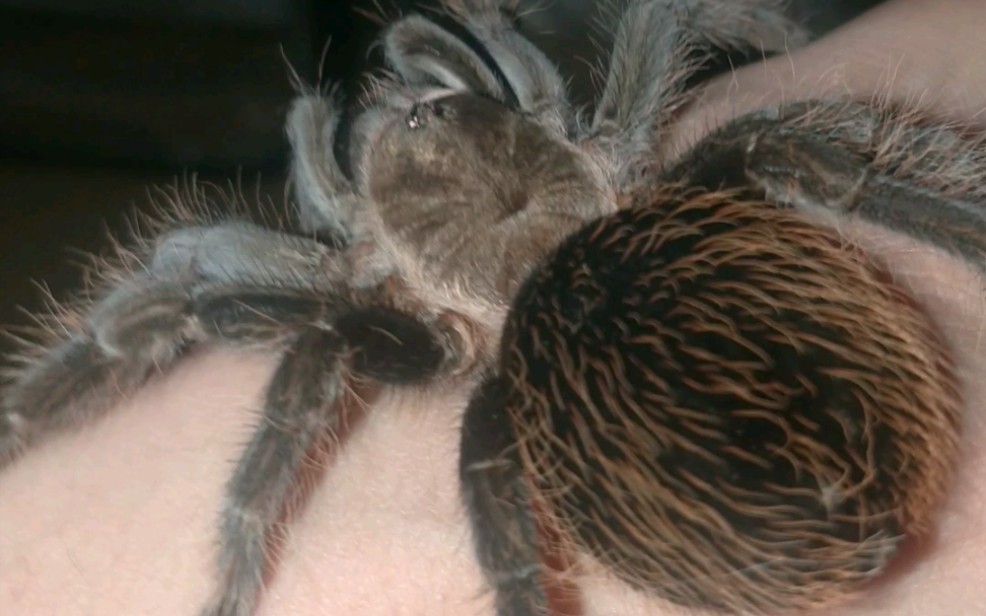 经典捕鸟蛛墨西哥红尾