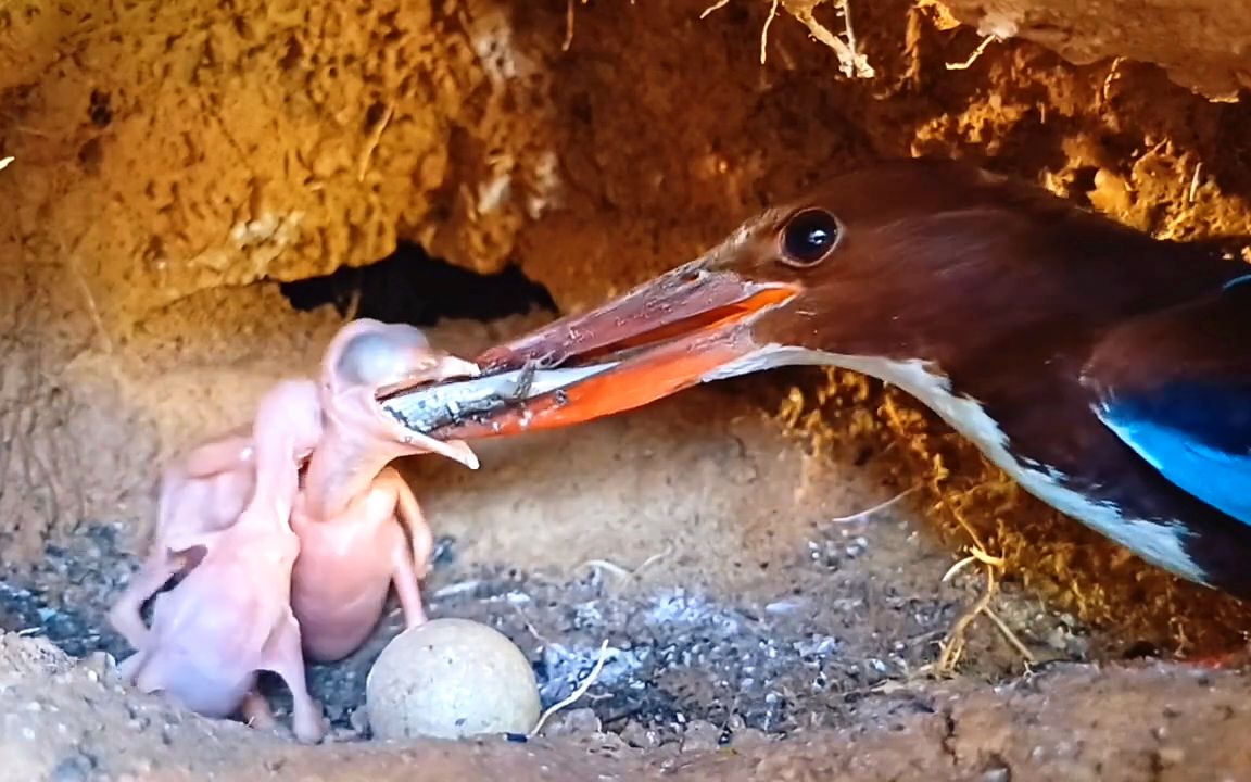 翠鸟育雏,幼鸟:这条鱼太大了,下次我要小一点的