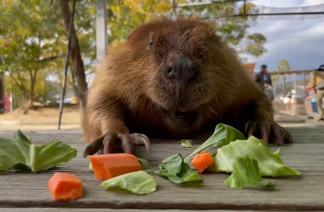 以防你没看过狸狸吃菜y(^_^)y