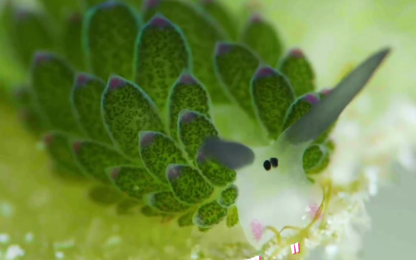 “小绵羊海蛞蝓”(叶羊),一种可爱的海洋生物,拥有明亮的眼睛和可爱的触角,看起来很像卡通小绵羊哔哩哔哩bilibili