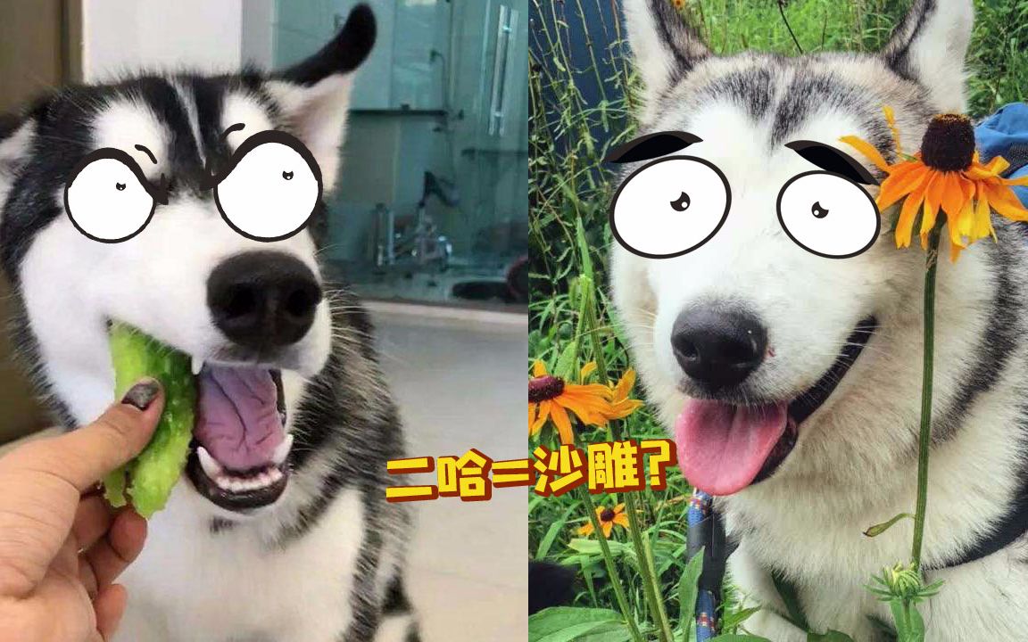 请不要怀疑哈士奇的智商因为二哈根本就没有智商