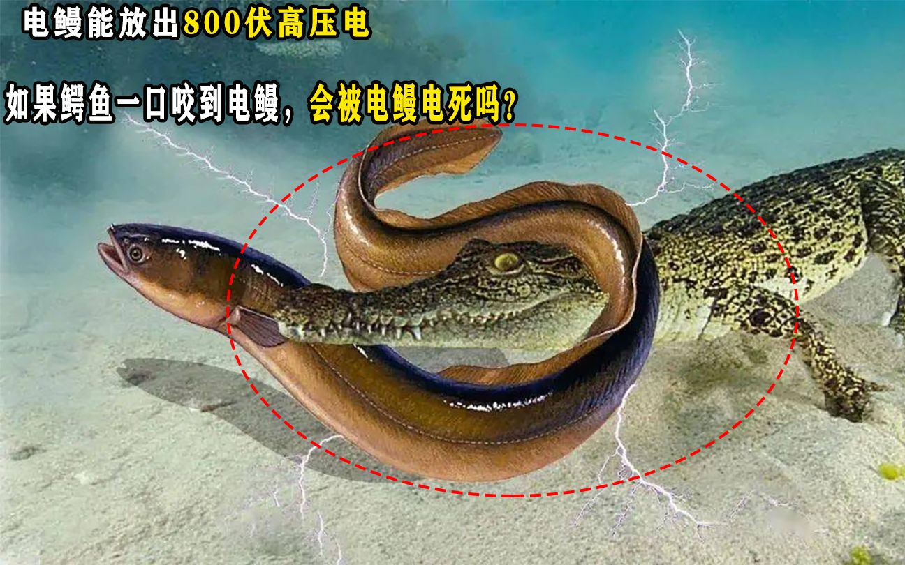 电鳗能放出800伏高压电,如果鳄鱼一口咬到电鳗,会被电鳗电死吗?