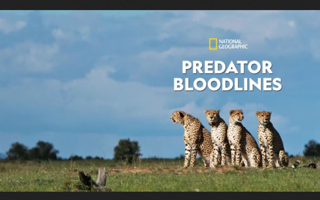 [图][国家地理频道] 猎手世家 全5集 1080P中英文双语字幕 Predator Bloodlines