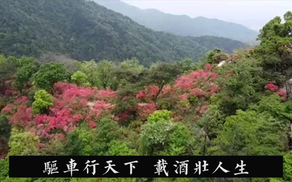 [图]游览江西九江武宁云居山真如禅寺，意外邂逅满山的红杜鹃