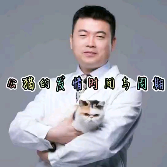 公猫的发情时间与周期哔哩哔哩bilibili