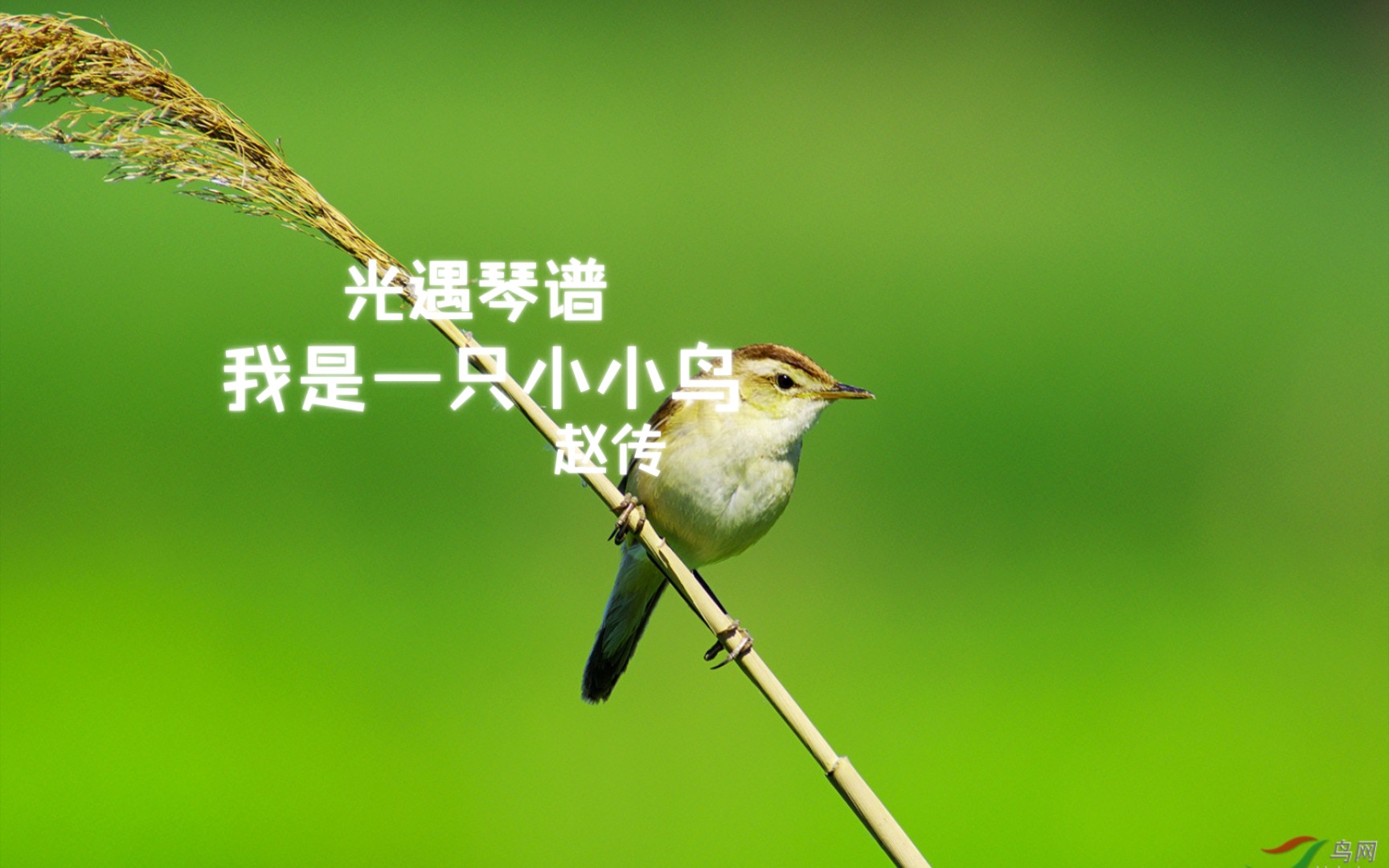 光遇琴谱《我是一只小小鸟》赵传《繁花》插曲