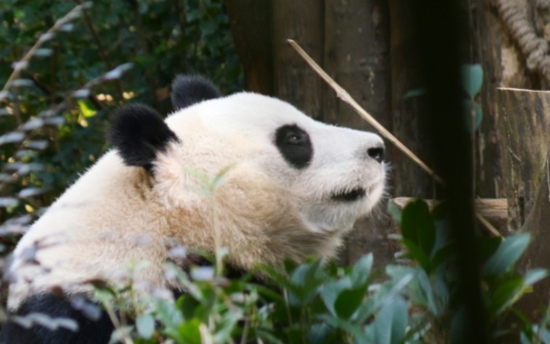 竹签小苹果呢?小叶子出来又闻又找,小叶子委屈!【大熊猫和叶】