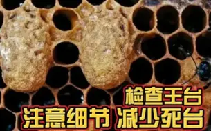 下载视频: 给蜂群换王险变工产群，养蜂新手要多注意。