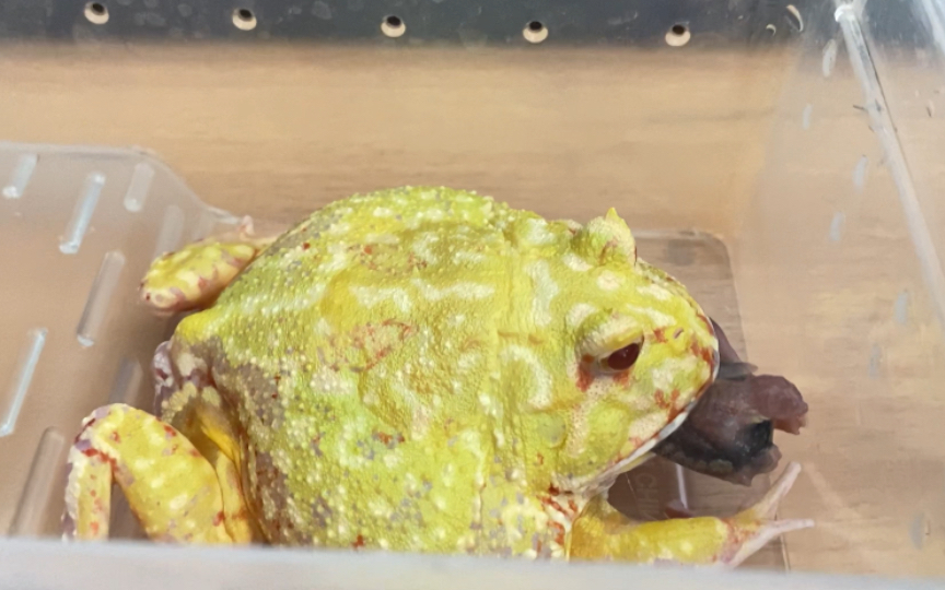 蛋黄角蛙〗蛙吃鹌鹑怎么跟嗦面一样快